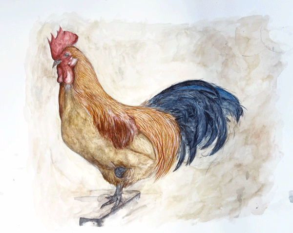 Cockerel